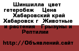 Шиншилла (цвет: гетеробеж) › Цена ­ 3 000 - Хабаровский край, Хабаровск г. Животные и растения » Грызуны и Рептилии   